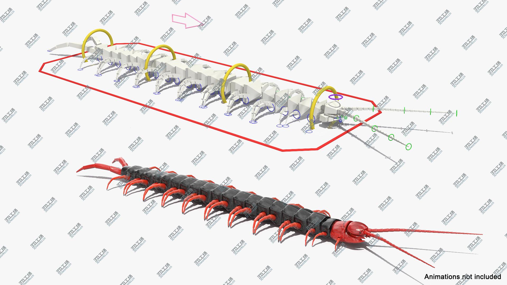 images/goods_img/202105071/3D Scolopendra Subspinipes Mutilans Rigged/3.jpg